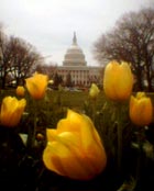 Capitol Tulips