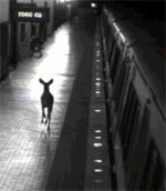 metro-deer.jpg