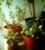 Two Kalanchoes and an African Violet