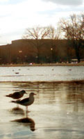 Seagulls on Ice